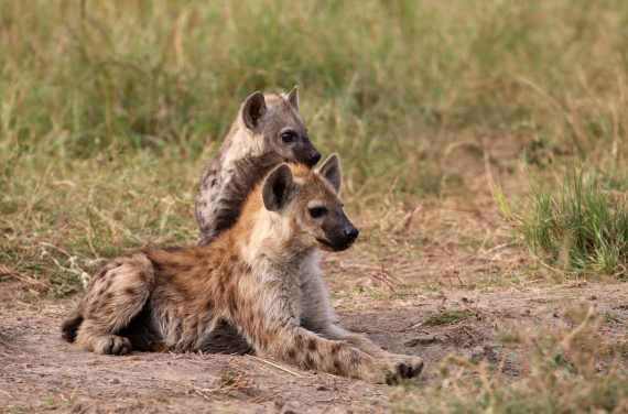 Spotted Hyena by Billy Hau